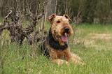 AIREDALE TERRIER 369